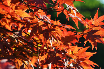 Group of Acer Palmartum leaves
