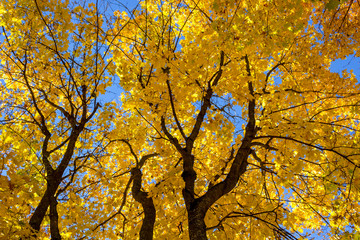 Fototapeta premium Yellow autumn foliage of trees against the blue sky, beautiful background