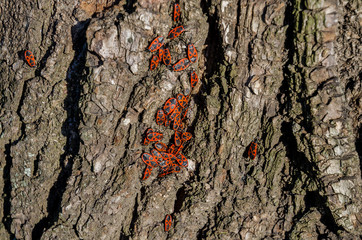 Red beetles sunbathe on the tree bark in the park