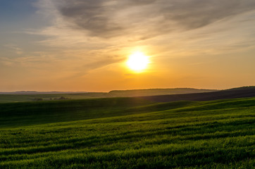 Green field of young wheat against the backdrop of the sunset over the forest