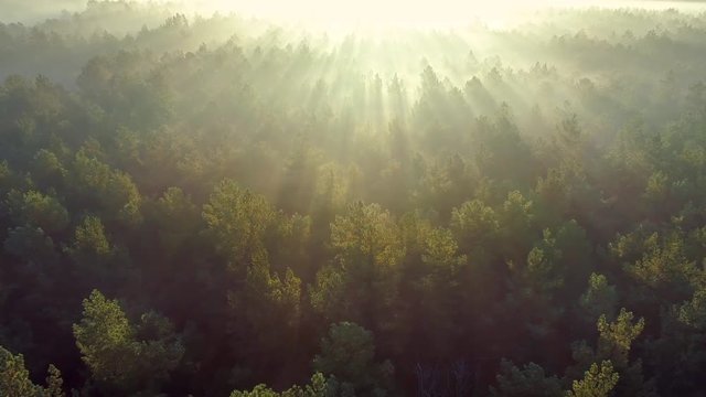 Summer foggy forest early in the morning. Aerial drone shot
