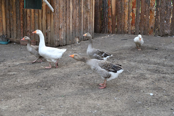 Geese on the farm
