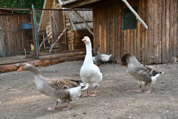 Obraz premium Geese on the farm