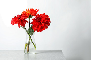 Vase with beautiful dahlia flowers on table against light background. Space for text