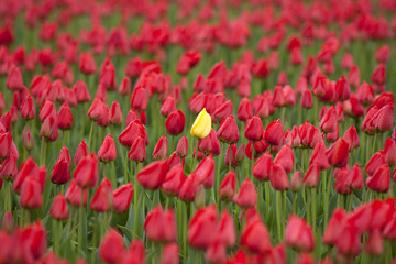 field of red tulips