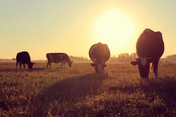 Deurstickers Koe landschap met koeien / silhouetten van melkvee-paarhoevige dieren in een weiland met weelderig gras tegen de achtergrond van de dageraad van een zon