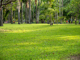 Selective focus on foreground at grass field with emotion blurred background of tree and people in the public park. A beautiful nature of green tree in sunny day. Evergreen lawn, meadow field.