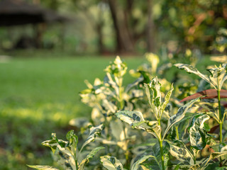 Selective focus on foreground at a small plant with emotion blurred of tree and grass field in the public park. A beautiful nature of green tree in sunny day.