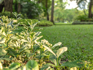 Selective focus on foreground at a small plant with emotion blurred of tree and grass field in the public park. A beautiful nature of green tree in sunny day.