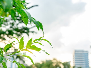 Selective focus on foreground at green leaves on top of tree with emotion blurred background. A beautiful in nature while sun light on green leaves with flare.