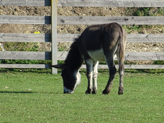 Esel beim grasen