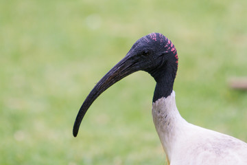 Ibis