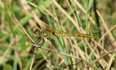 Golden dragonfly on grass background, closeup