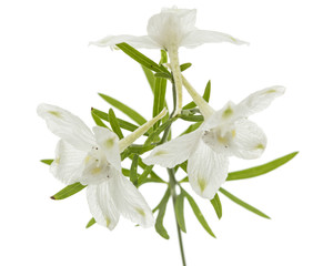 Fototapeta premium White flower of Delphinium, Larkspur flower, isolated on white background