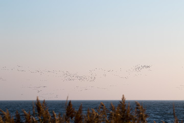 Zugvögel über der Ostsee