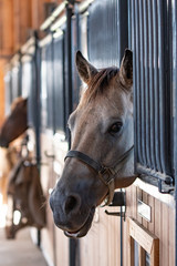 Fototapeta premium Horse looking out of a stall