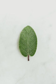 Sage leaf