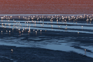 Laguna Colorada - Flamingi
