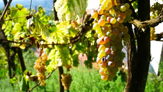 Harvesting white grapes in vineyard, Greco di Tufo, excellent Italian wine