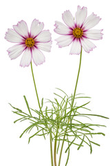 Obraz na płótnie Canvas Two flowers of cosmos, kosmeya flowers, isolated on white background