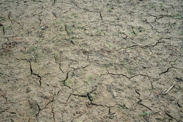 dry cracked earth