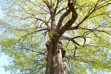 新緑　大木