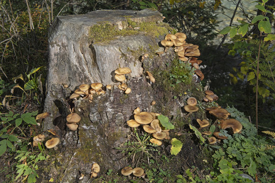 Halimasch-Pilze an einem Baumstrunk, Reichenbachtal, Berner Oberland, Schweiz