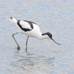 Avocet