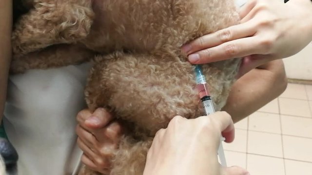 Struggling pet dog being vaccinated by vet at clinic
