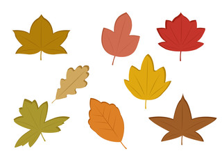 Fototapeta na wymiar Vector set of fall leaves of various types and colors