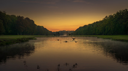 Birds flying over the pond
