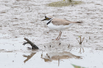 Little Ringed Plover