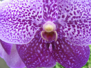 Orchids in Myanmar - 227600362