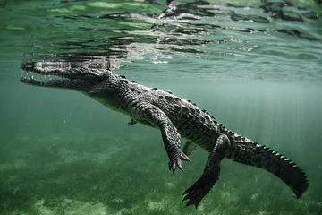 Foto op Canvas Krokodil © lorenzoragazzi