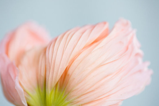 close up image of pink poppy petals