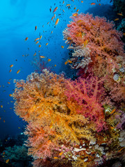 Bunte Korallen am Korallenriff im Roten Meer in Ägypten