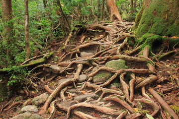 巨木の根　屋久島　日本