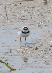 Little Ringed Plover