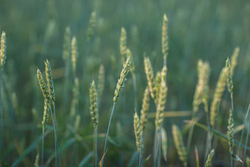 Fototapeta premium Field with green wheat in daylight. Close-up