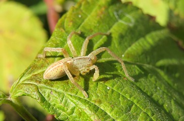 Yellow spider on green leaf in the garden, closeup 