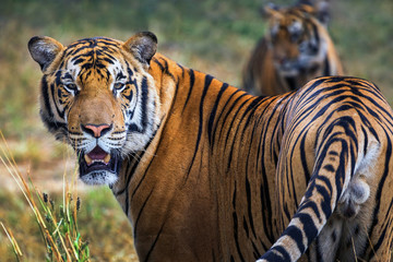 Fototapeta na wymiar Asian male tiger in the wild.