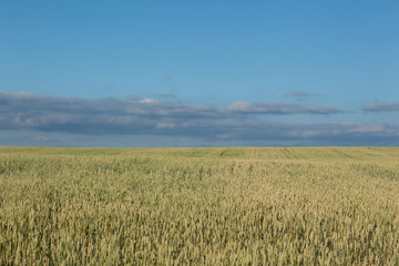 Field with wheat in daylight. Overall plan