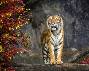 Tiger standing in the nature of the forest.