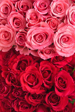 Pink and red roses background