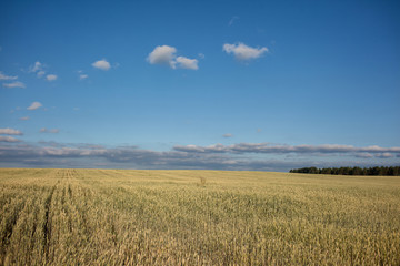 Field with wheat in daylight. Overall plan