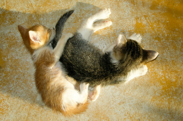 sleeping kittens - 227601905