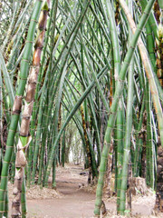 bamboo forest at botanical garden in Pyin Oo Lwin, Myanmar - 227601945