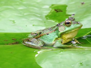 Fototapeta na wymiar Green Lotus Flower Pond Frog