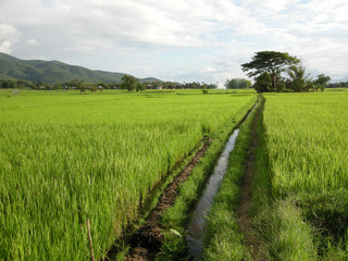 Fototapeta na wymiar rice fields at inle lake, myanmar