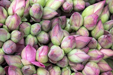 Obraz premium Colorful lotus pattern for background.